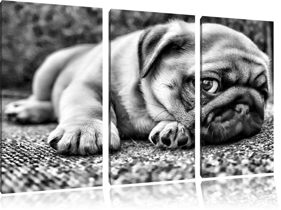 Pixxprint Süsser Mops auf Teppich als Leinwandbild/Grösse: 3 Teilig (120x80 cm) cm/Wandbild/Kunstdru