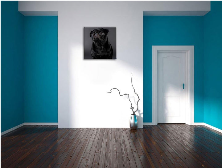 Süsser schwarzer Mops, Format: 70x70 auf Leinwand, XXL riesige Bilder fertig gerahmt mit Keilrahmen,