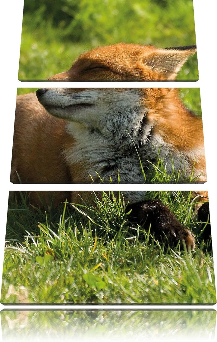 Pixxprint Fuchs im Gras 3-Teiler Leinwandbild 120x80 Bild auf Leinwand