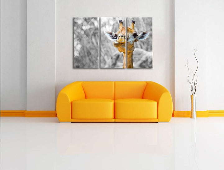 Pixxprint Giraffe in der Natur B&W Detail 3-Teiler Leinwandbild 120x80 Bild auf Leinwand