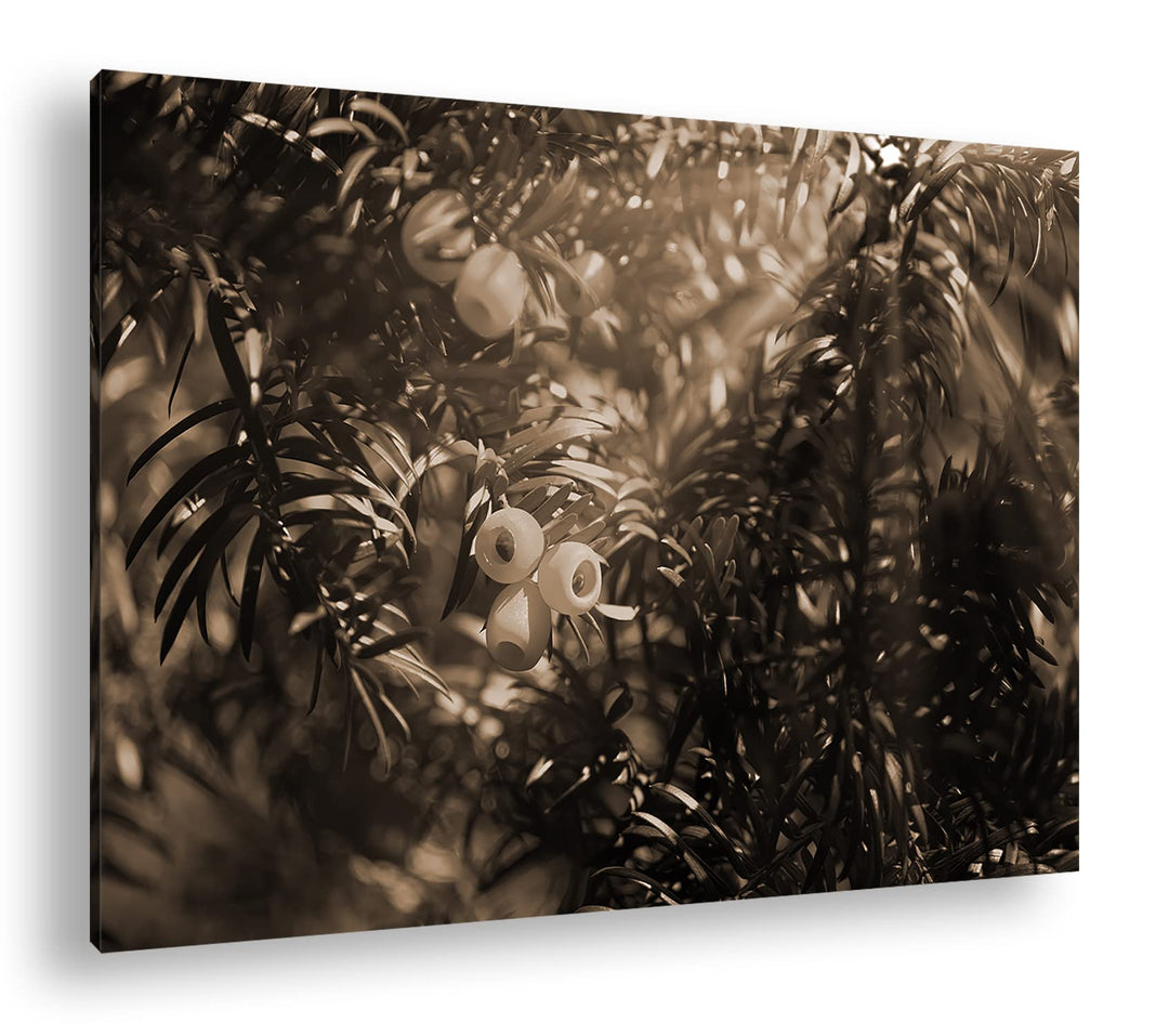 deyoli Eibe mit Früchten Effekt: Sepia Format: 80x60 als Leinwandbild, Motiv fertig gerahmt auf Echt
