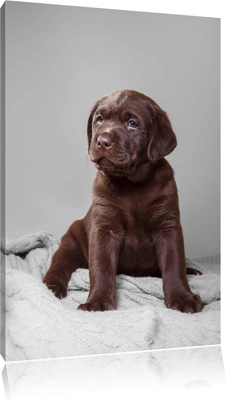 Pixxprint Hundewelpe auf Pullovern als Leinwandbild/Grösse: 100x70 / Wandbild/Kunstdruck/fertig besp