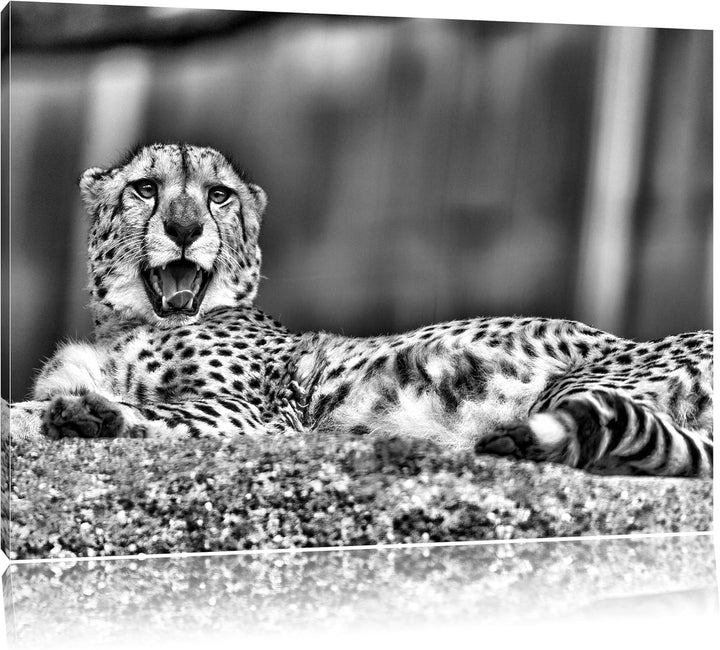 Pixxprint schlafender Gepard / 100x70cm Leinwandbild bespannt auf Holzrahmen/Wandbild Kunstdruck Dek