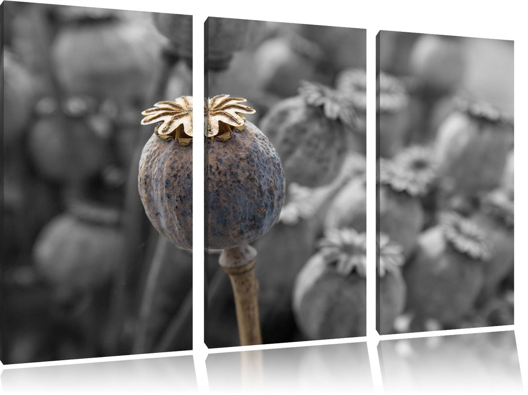 Pixxprint Mohnkapsel der Mohnblume B&W Detail 3-Teiler Leinwandbild 120x80 Bild auf Leinwand