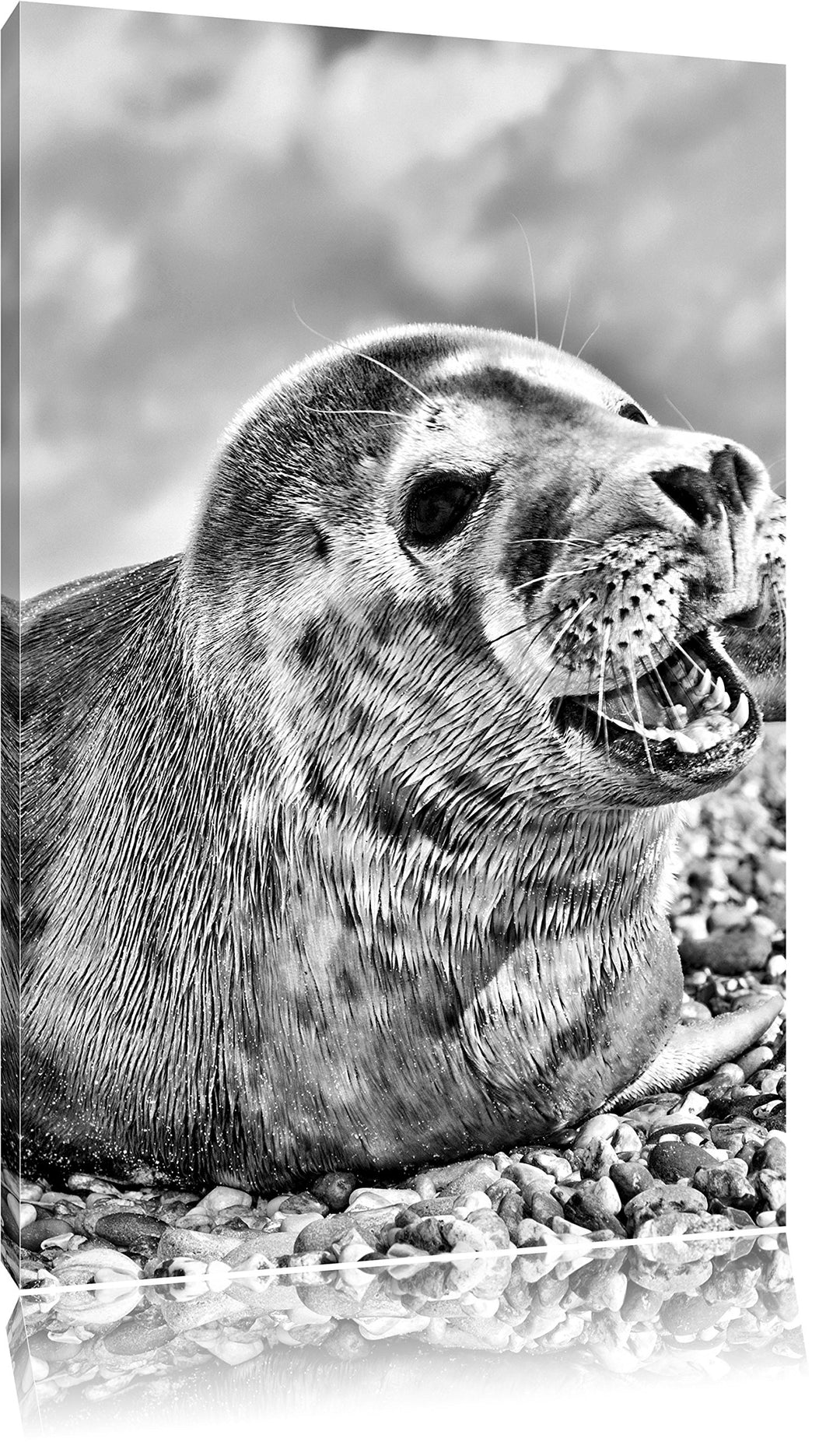 Pixxprint Süsse Robbe auf Steinstrand / 100x70cm Leinwandbild bespannt auf Holzrahmen/Wandbild Kunst