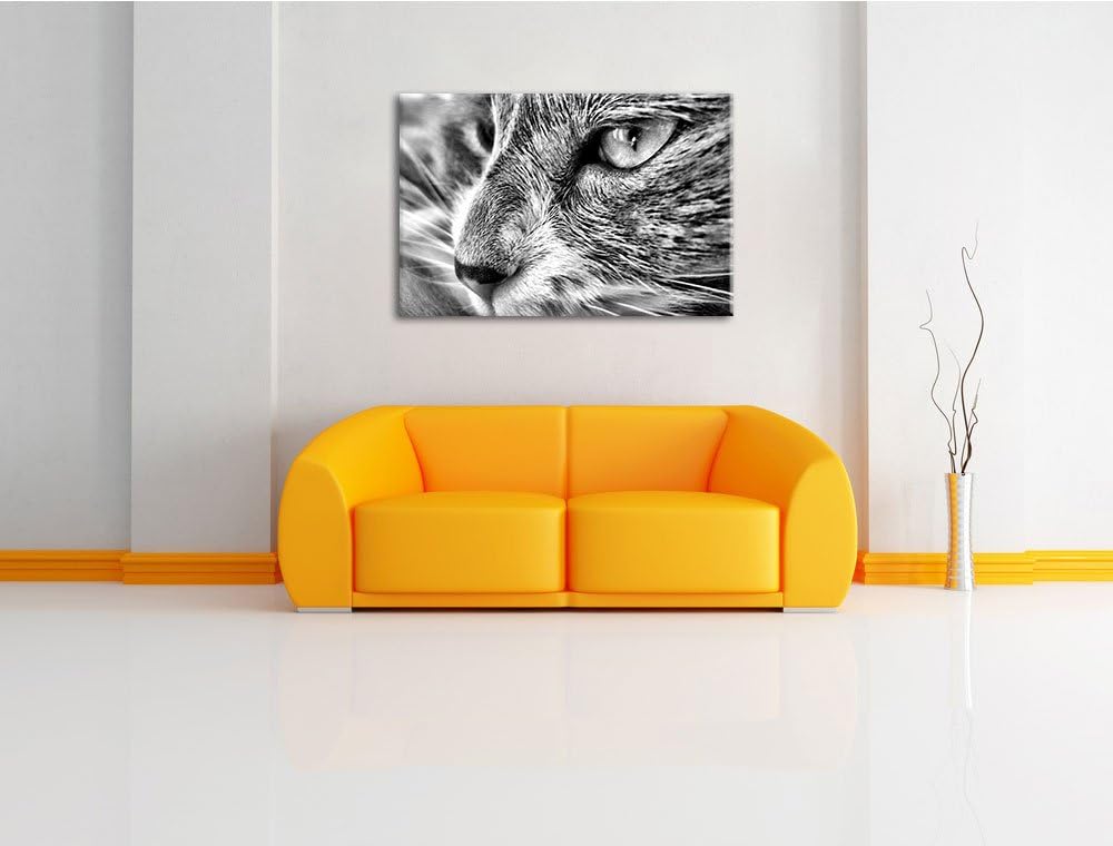 Pixxprint Katze mit blauen Augen als Leinwandbild/Grösse: 100x70 / Wandbild/Kunstdruck/fertig bespan