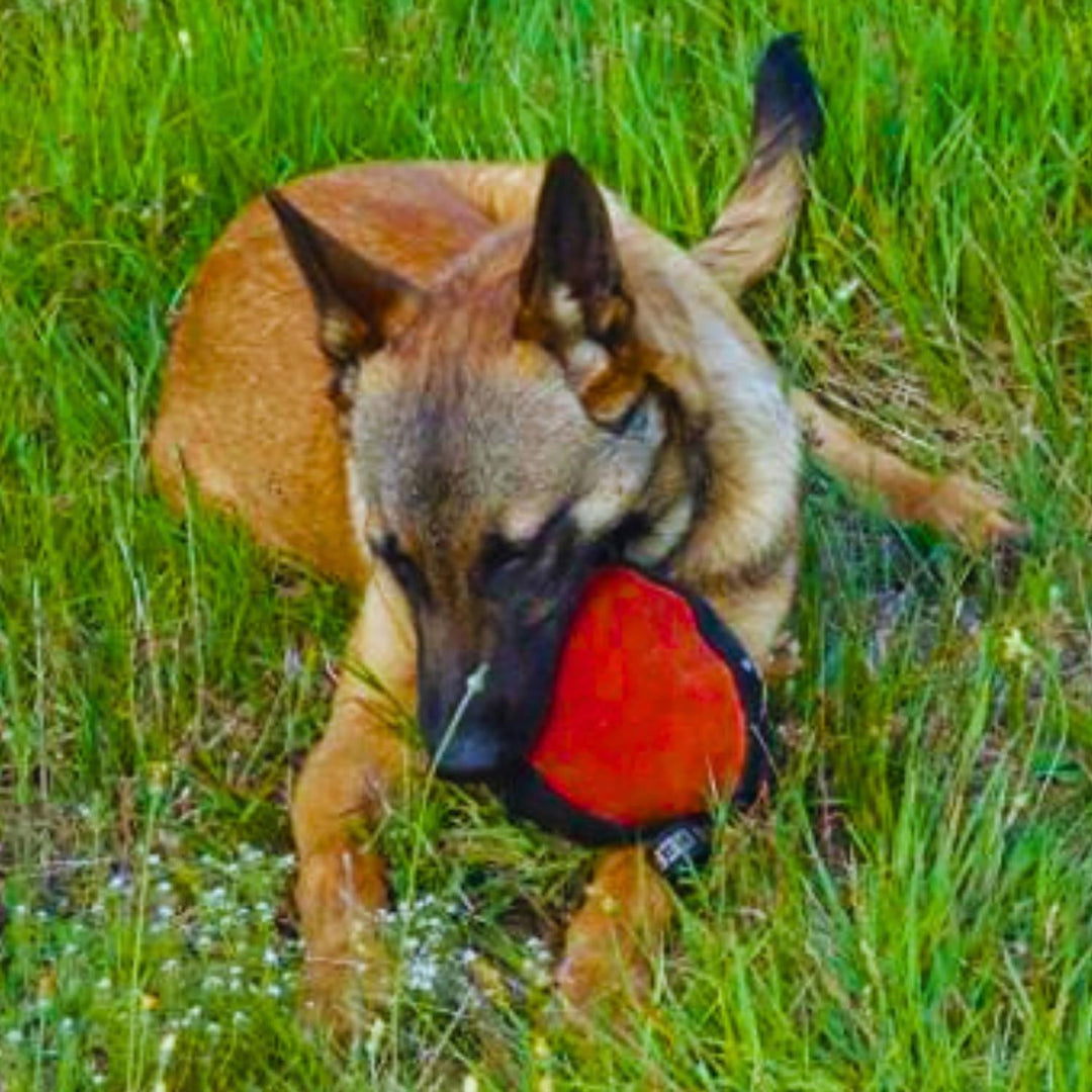 Dingo Gear Trainings-Spielzeug Nylcott French Material Training Spiel Apport IGP K9 Obedience Apport