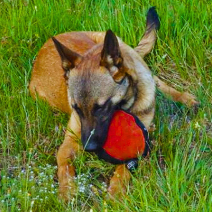 Dingo Gear Trainings-Spielzeug Nylcott French Material Training Spiel Apport IGP K9 Obedience Apport