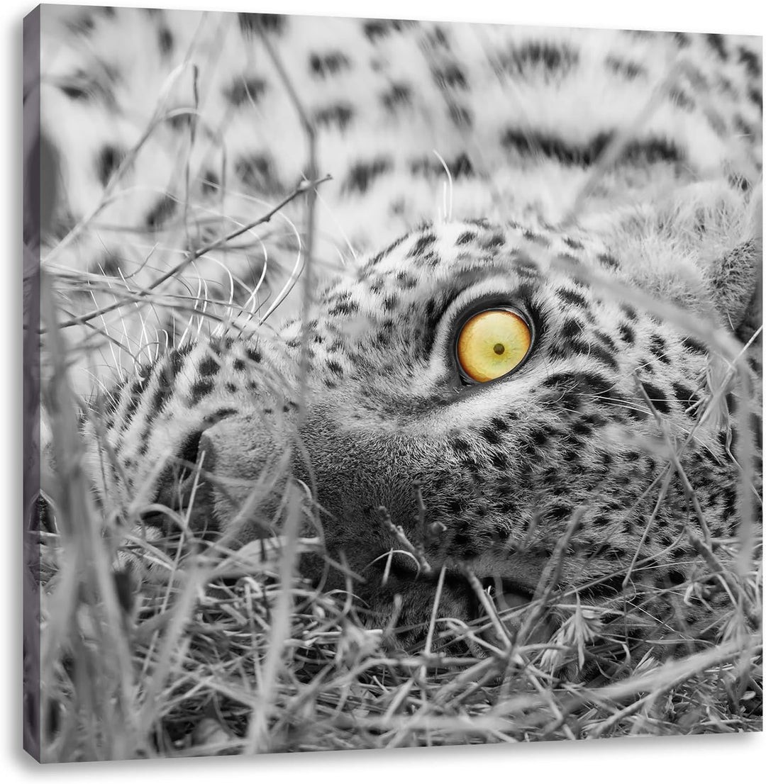 Pixxprint aufmerksamer liegender Leopard als Leinwandbild Quadratisch/Grösse: 70x70 / Wandbild/Kunst