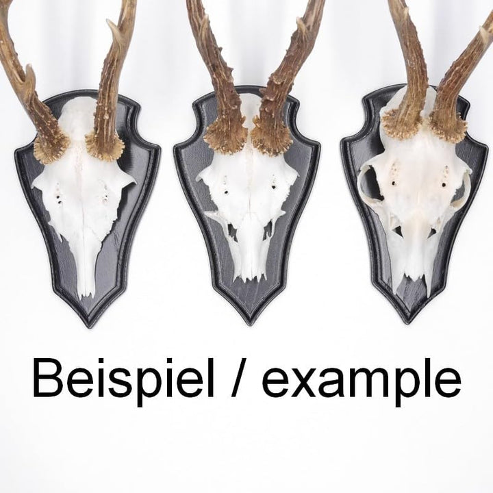 10 Stück REH Bock Schilder Trophäenschilder mit 1 Kieferfach in Eiche dunkel mit 10 Stück Gehörnklam