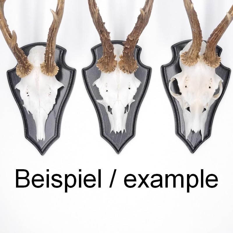 10 Stück REH Bock Schild Trophäenschilder Spitz mit 1 Kieferfach in Eiche dunkel
