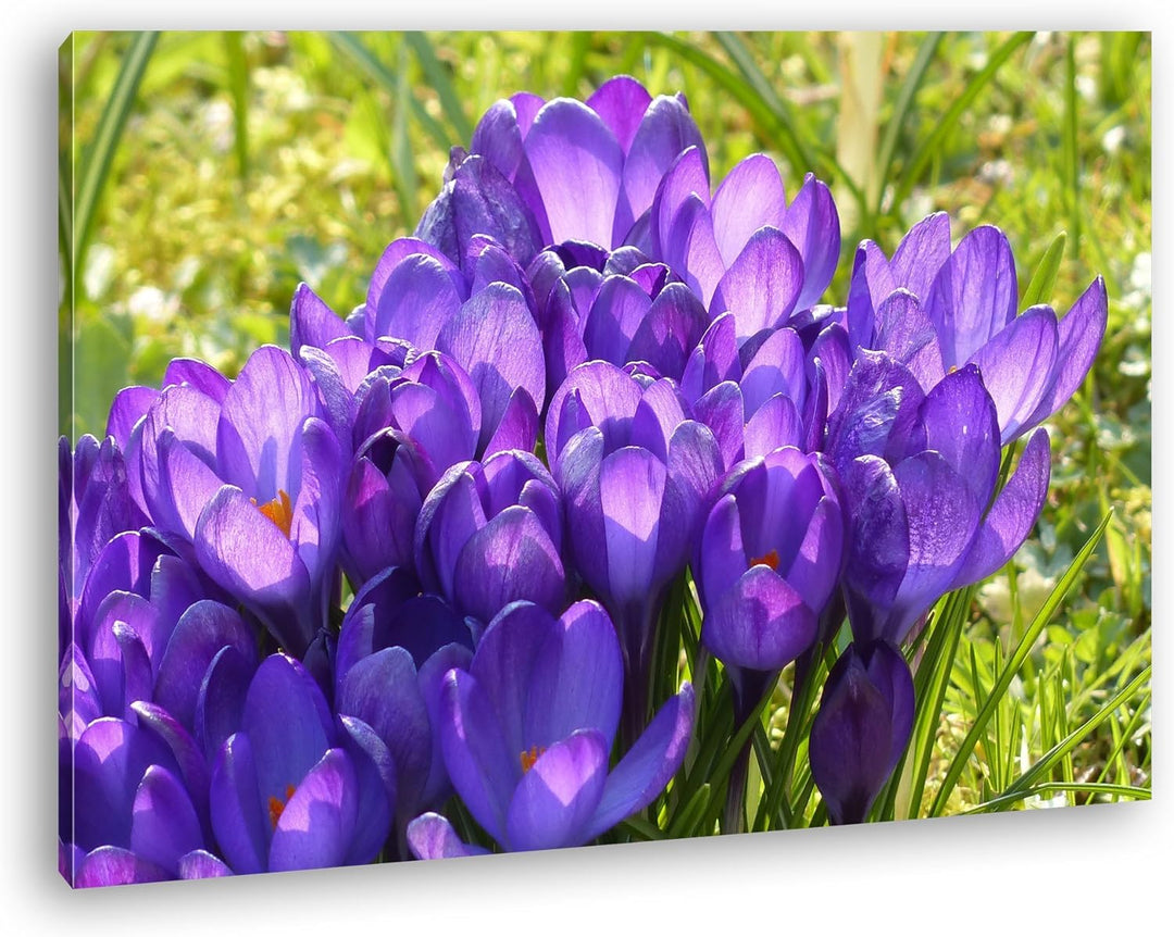 deyoli violette Krokusse im Frühling Format: 80x60 als Leinwandbild, Motiv fertig gerahmt auf Echtho