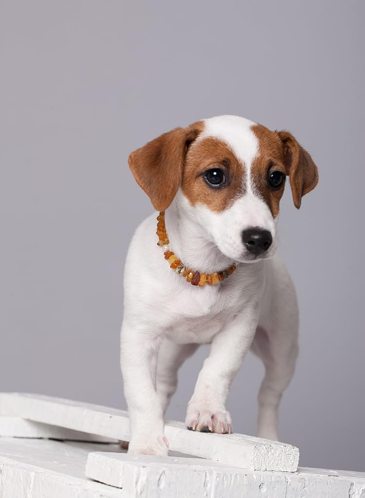 Bernsteinkette Hund | Bernsteinhalsband für Hunde und Katzen | Hundehalsband I Natürliches Halsband