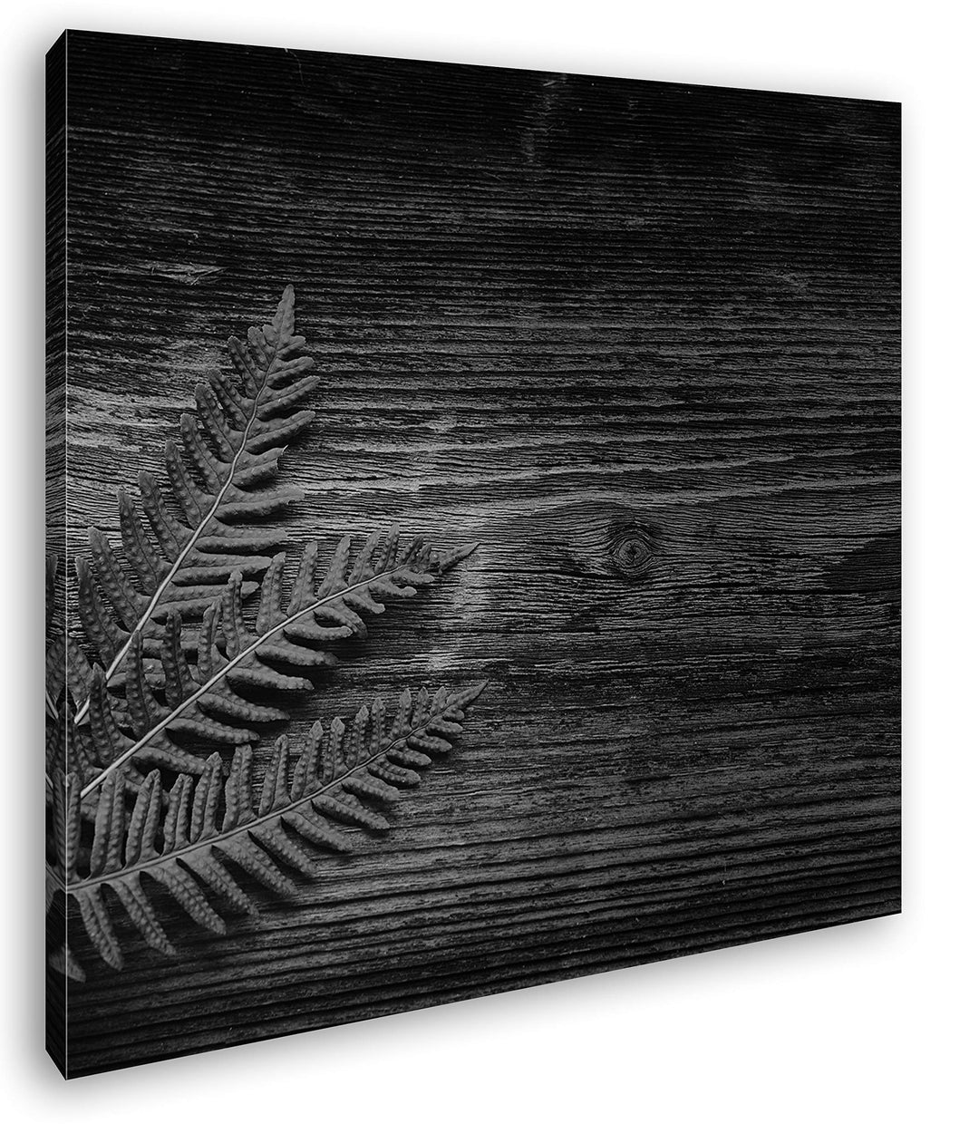 deyoli Kleiner grüner Farn auf Einer Holztischplatte Format: 70x70 Effekt: Schwarz&Weiss als Leinwan