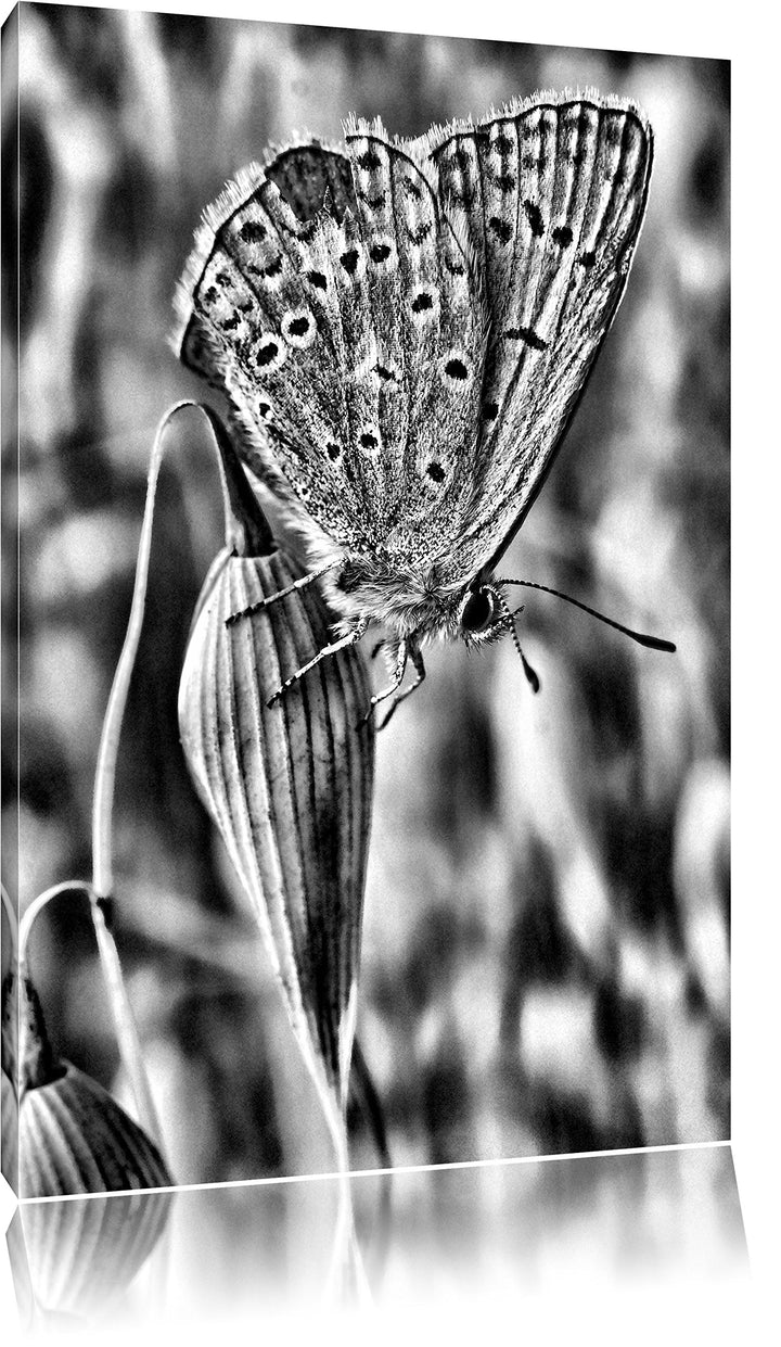 Pixxprint Schmetterling auf Blume Natur Tier / 100x70cm Leinwandbild bespannt auf Holzrahmen/Wandbil