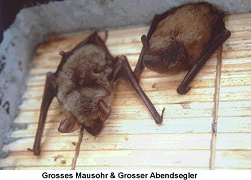 Schwegler Naturschutzprodukt Fledermaus Nistkasten Nisthöhle Fledermaushöhle 1FF mit eingearbeiteter