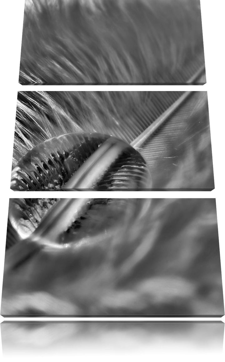 Pixxprint Wassertropfen auf Feder als Leinwandbild/Grösse: 3 Teilig (120x80) cm/Wandbild/Kunstdruck/