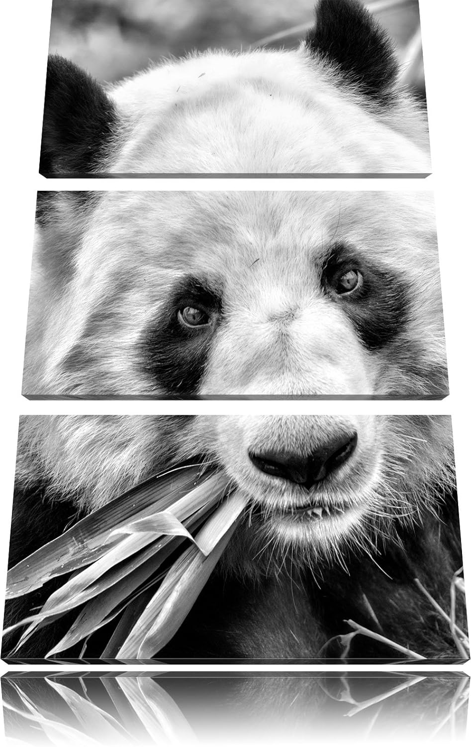 Pixxprint Pandabär frisst Bambus als Leinwandbild/Grösse: 3 Teilig (120x80) / Wandbild/Kunstdruck/fe