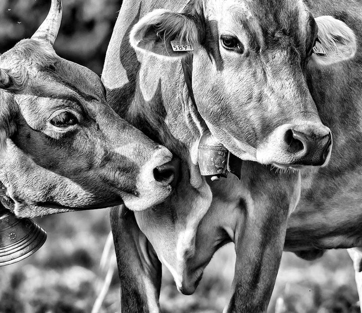 Kühe auf der Weide Herdabdeckplatte & Spritzschutz aus Echtglas | Für Herd-Kochfelder | 60x52 cm