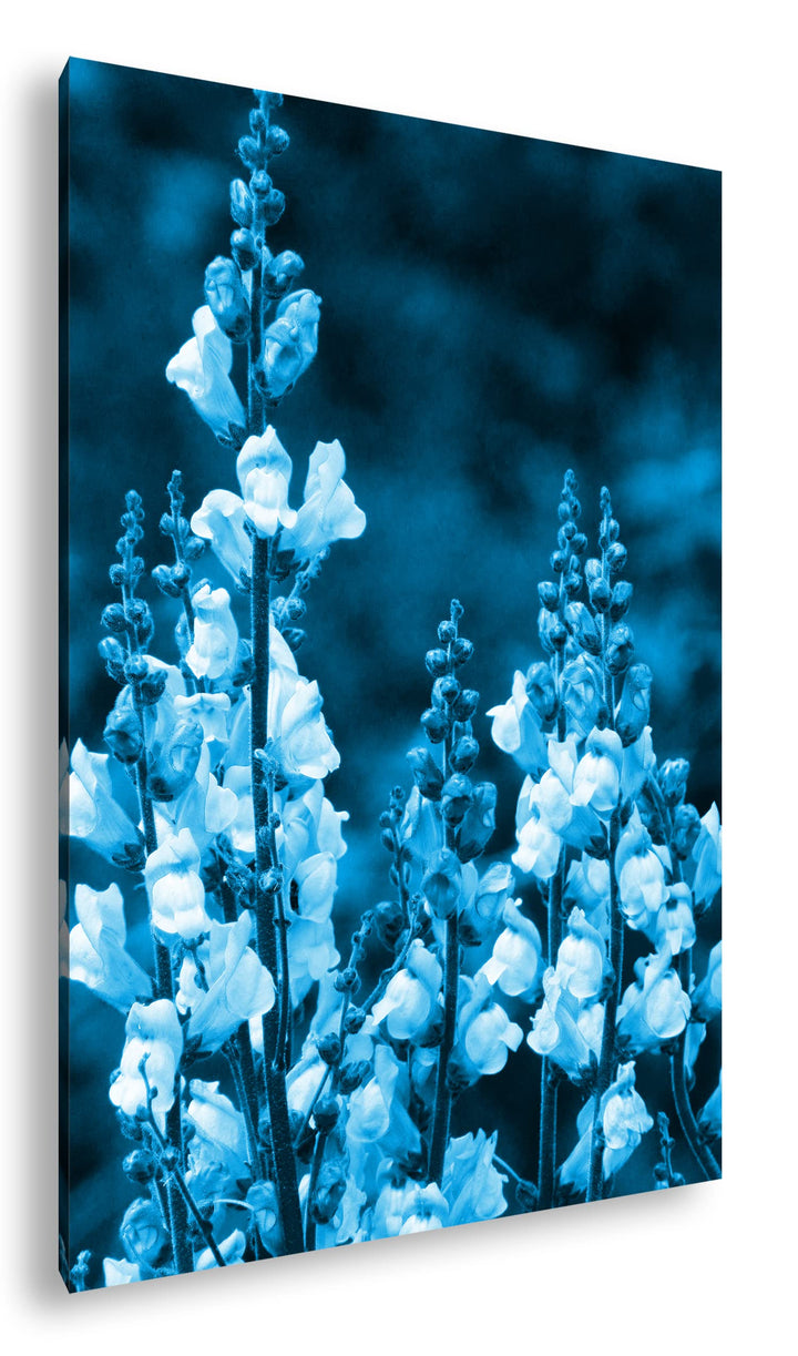 deyoli Löwenmaul Wildblume Format 80x60 Effekt: Monocrome Blau als Leinwandbild, Motiv fertig gerahm