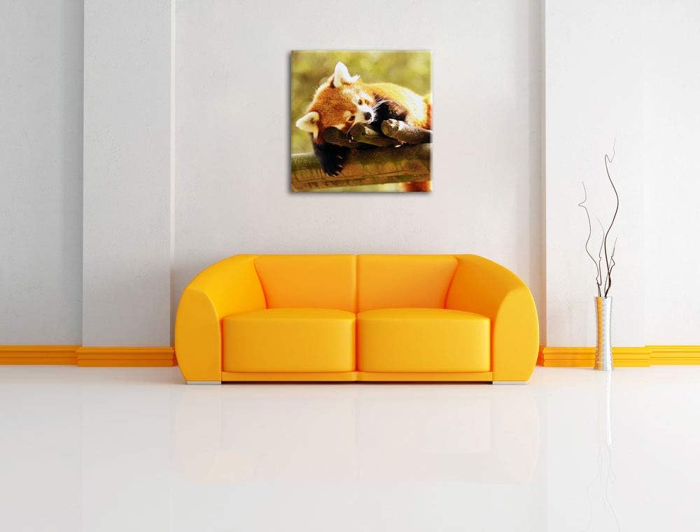 Kleiner Panda träumt, Format: 70x70 auf Leinwand, XXL riesige Bilder fertig gerahmt mit Keilrahmen,