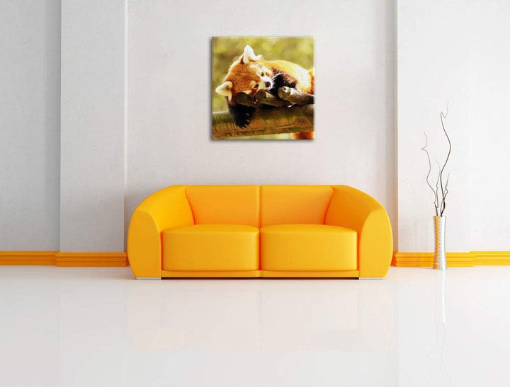 Kleiner Panda träumt, Format: 70x70 auf Leinwand, XXL riesige Bilder fertig gerahmt mit Keilrahmen,