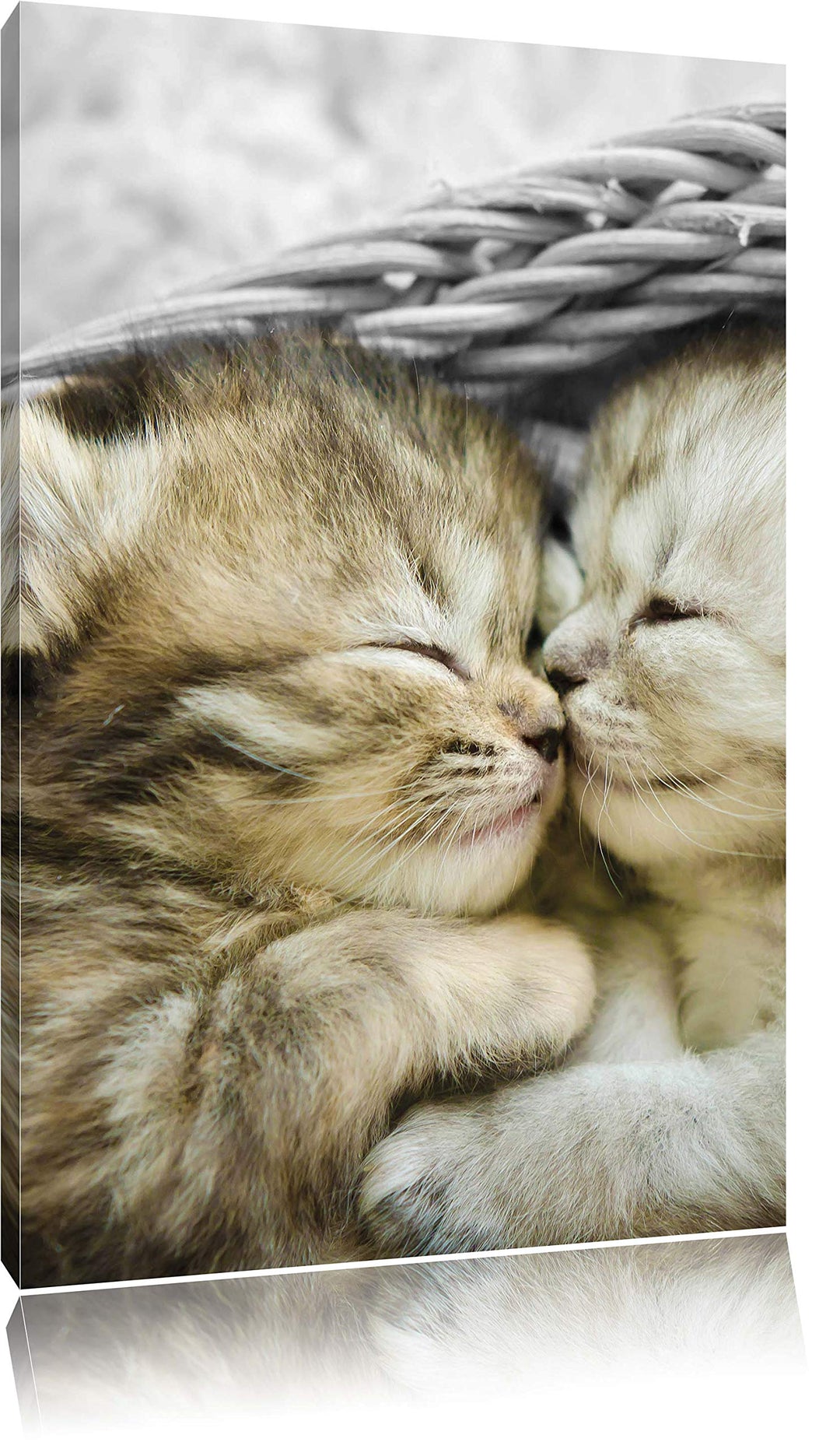 Pixxprint Zwei süsse Babykatzen im Korb als Leinwandbild/Grösse: 120x80 cm/Wandbild/Kunstdruck/ferti