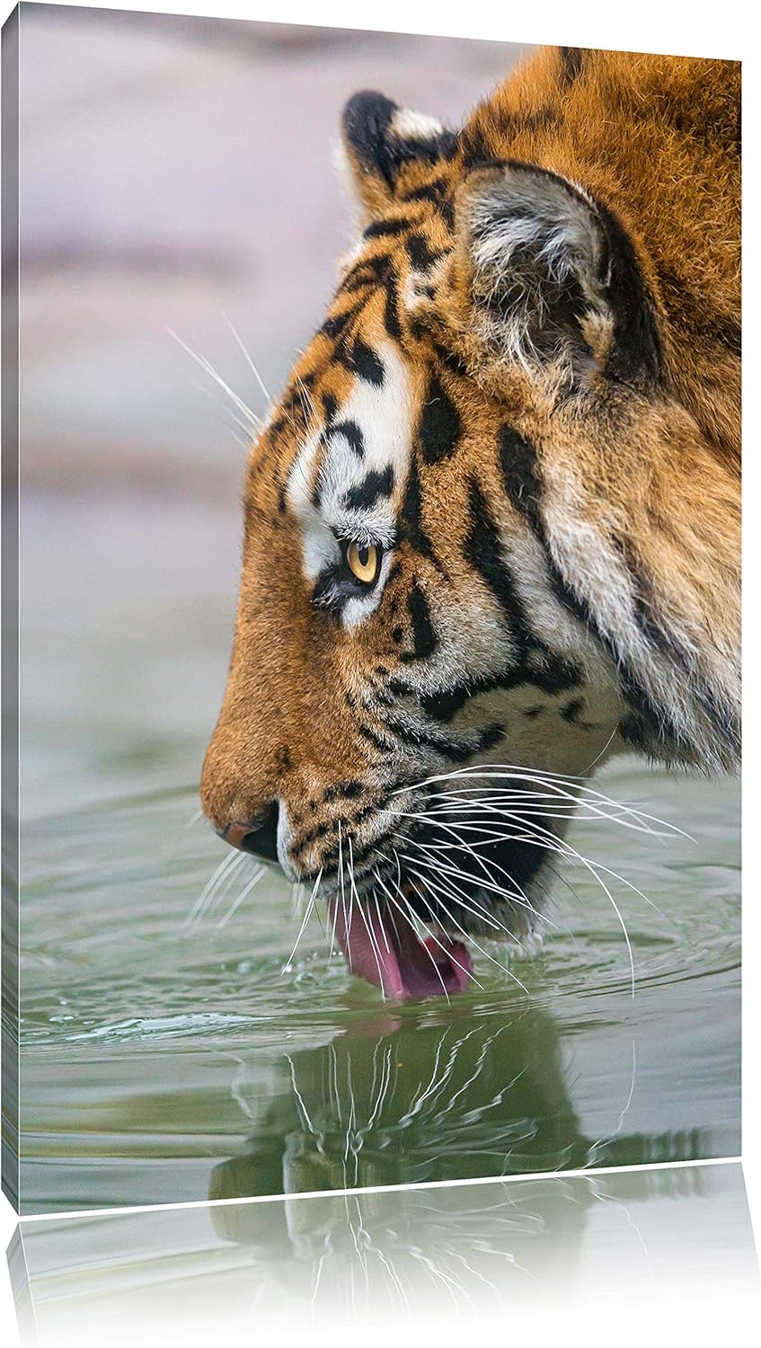 Pixxprint Tiger am Wasserloch auf Leinwand, XXL riesige Bilder fertig gerahmt mit Keilrahmen, Kunstd