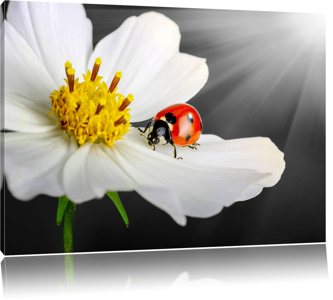 Pixxprint Marienkäfer auf Einer weissen Blume als Leinwandbild/Grösse: 100x70 cm/Wandbild/Kunstdruck