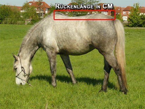 time4horses High Neck Thermodecke Pferdedecke Winterdecke Outdoordecke 100gr. 1200Denir 135 cm, 135