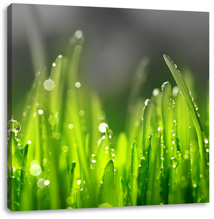 Pixxprint Grashalme mit Tauwasser als Leinwandbild Quadratisch | Grösse: 70x70 | Wandbild| Kunstdruc