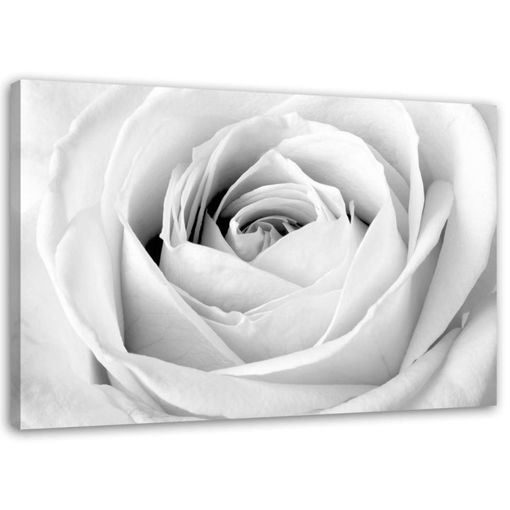 Feeby, Leinwandbild, Bilder, Wand Bild, Wandbilder, Kunstdruck 50x70cm, WEIssE Rose 50x70 Cm, 50x70
