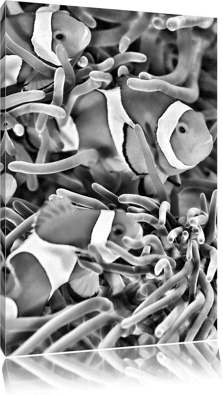 Pixxprint Clown Fische in Anemone als Leinwandbild/Grösse: 100x70 / Wandbild/Kunstdruck/fertig bespa