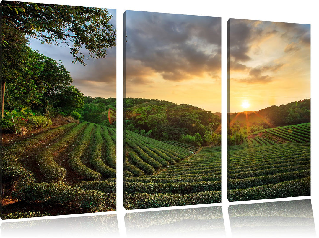 Pixxprint Teeplantage bei Sonnenuntergang als Leinwandbild/Grösse: 3 Teilig (120x80 cm) cm/Wandbild/