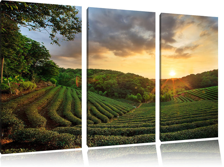 Pixxprint Teeplantage bei Sonnenuntergang als Leinwandbild/Grösse: 3 Teilig (120x80 cm) cm/Wandbild/