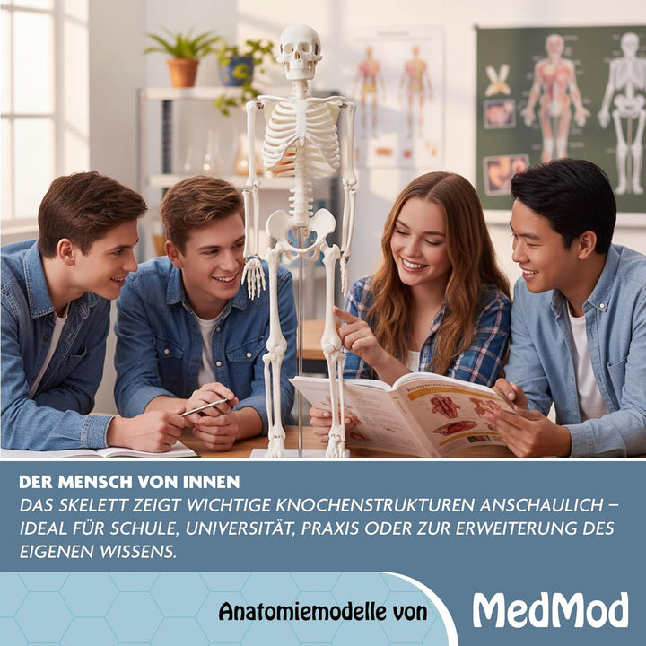 Anatomie Skelett 87 cm, detailliertes menschliches Skelett aus Kunststoff mit beweglichen Extremität