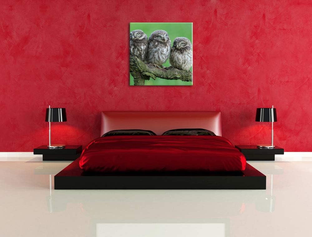 Drei Eulen auf Ast, Format: 70x70 auf Leinwand, XXL riesige Bilder fertig gerahmt mit Keilrahmen, Ku