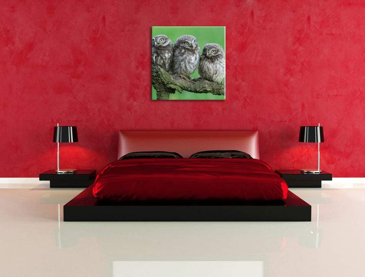 Drei Eulen auf Ast, Format: 70x70 auf Leinwand, XXL riesige Bilder fertig gerahmt mit Keilrahmen, Ku