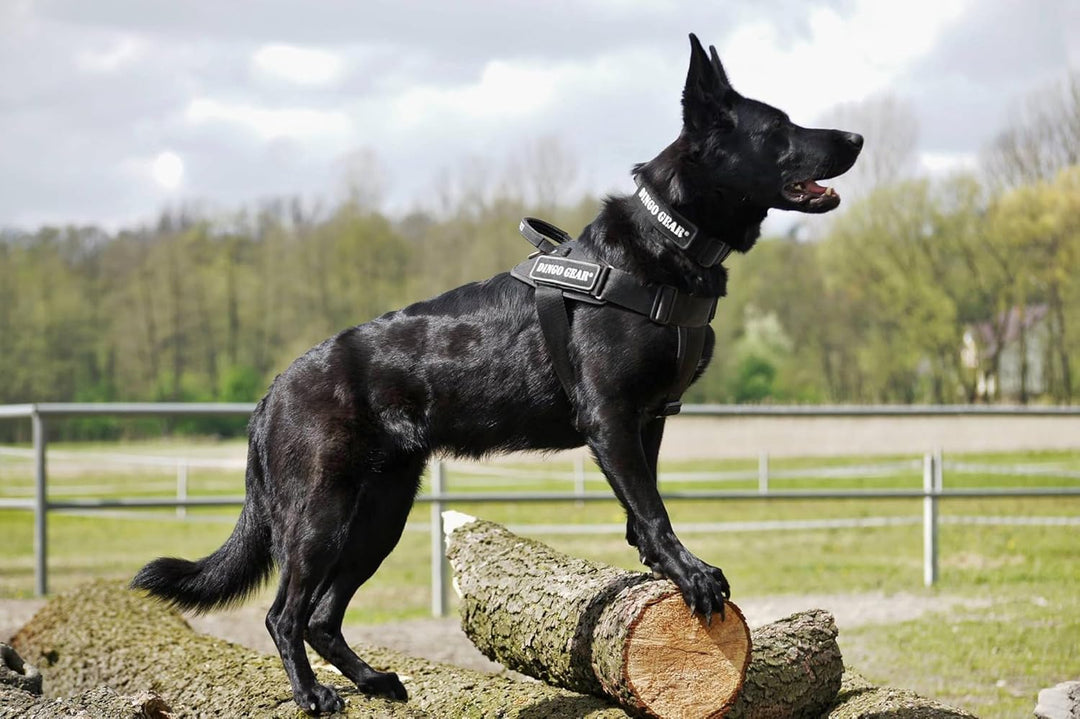 Dingo Gear Hundehalsband mit Cobra Schnalle, Farbe Schwarz,Band Breite 4 cm Länge 45-63 cm S04029 Sc