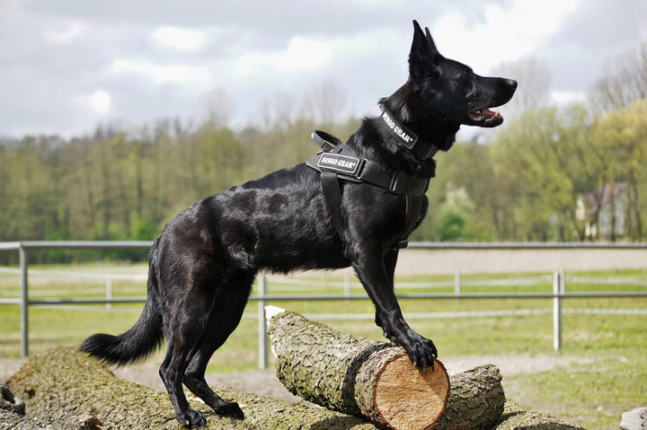 Dingo Gear Hundehalsband mit Cobra Schnalle, Farbe Schwarz,Band Breite 4 cm Länge 45-63 cm S04029 Sc