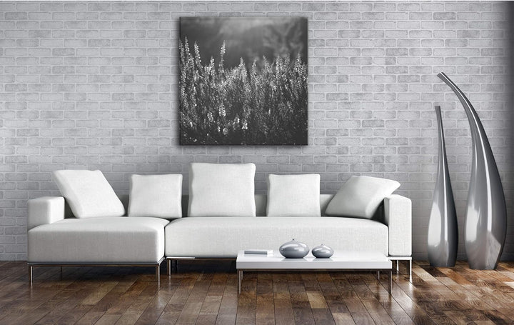 deyoli blühende Gräser Format: 60x60 Effekt: Schwarz&Weiss als Leinwandbild, Motiv fertig gerahmt au