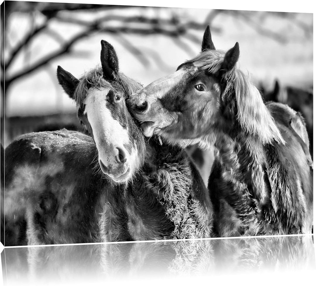 Pixxprint schmusende Schimmel / 100x70cm Leinwandbild bespannt auf Holzrahmen/Wandbild Kunstdruck De