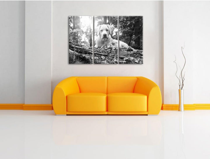 Pixxprint Hund im Wald bei Sonneuntergang als Leinwandbild/Grösse: 3 Teilig (120x80 cm) cm/Wandbild/