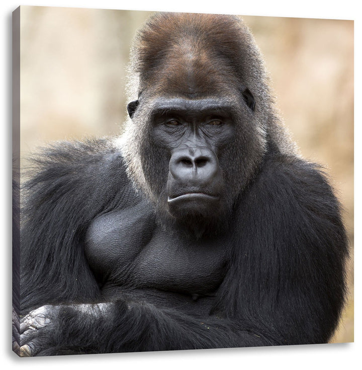 gelangweilter Gorilla, Format: 70x70 auf Leinwand, XXL riesige Bilder fertig gerahmt mit Keilrahmen,