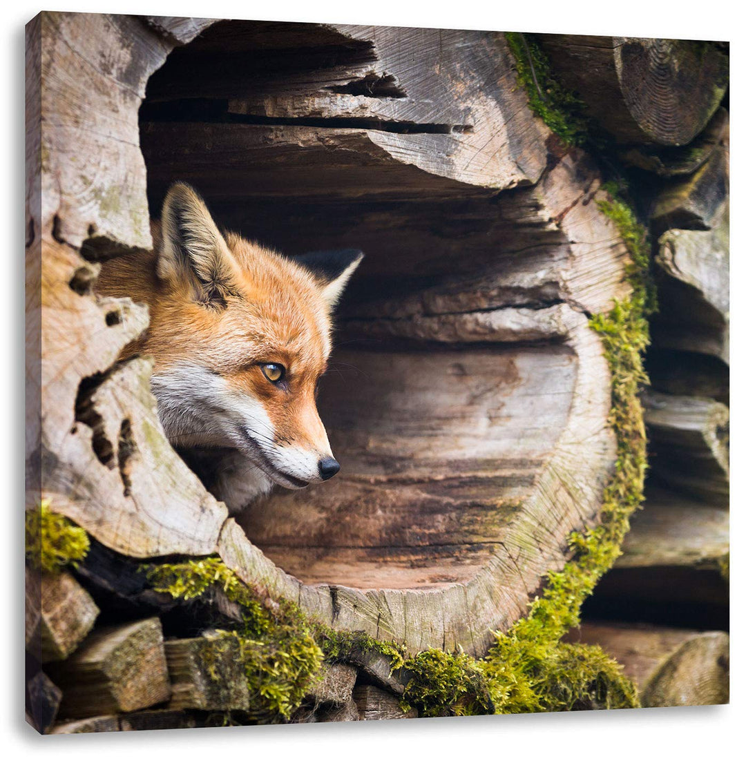 Fuchs im Baumstamm, Format: 70x70 auf Leinwand, XXL riesige Bilder fertig gerahmt mit Keilrahmen, Ku