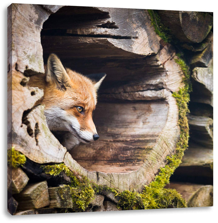 Fuchs im Baumstamm, Format: 70x70 auf Leinwand, XXL riesige Bilder fertig gerahmt mit Keilrahmen, Ku
