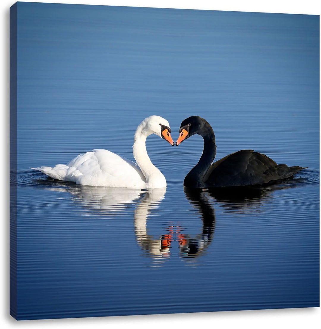 verliebte Schwäne schmusen, Format: 70x70 auf Leinwand, XXL riesige Bilder fertig gerahmt mit Keilra