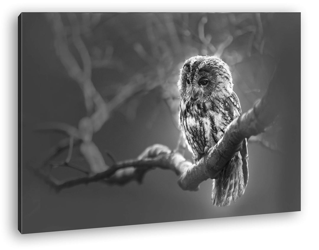 deyoli Lauernde Eule Format: 120x80 Effekt: Schwarz&Weiss als Leinwand, Motiv fertig gerahmt auf Ech