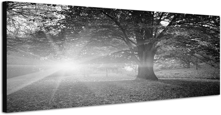 Paul Sinus Art Leinwandfoto als Panorama SCHWARZ/Weiss 120x40cm Bäume Park Herbst Blätter Sonnenstra