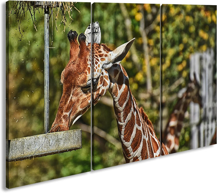 deyoli Giraffe beim Fressen Format: 3Teilig als Leinwandbild, Motiv fertig gerahmt auf Echtholzrahme